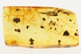 Two Fossil Fungus Gnats (Sciaridae) and Coprolites in Baltic Amber #275446-1